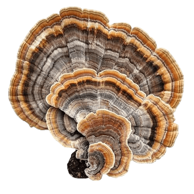 Turkey Tail Mushroom Extract
